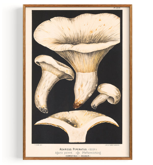 Mushrooms Peppery Milkcap (1890)