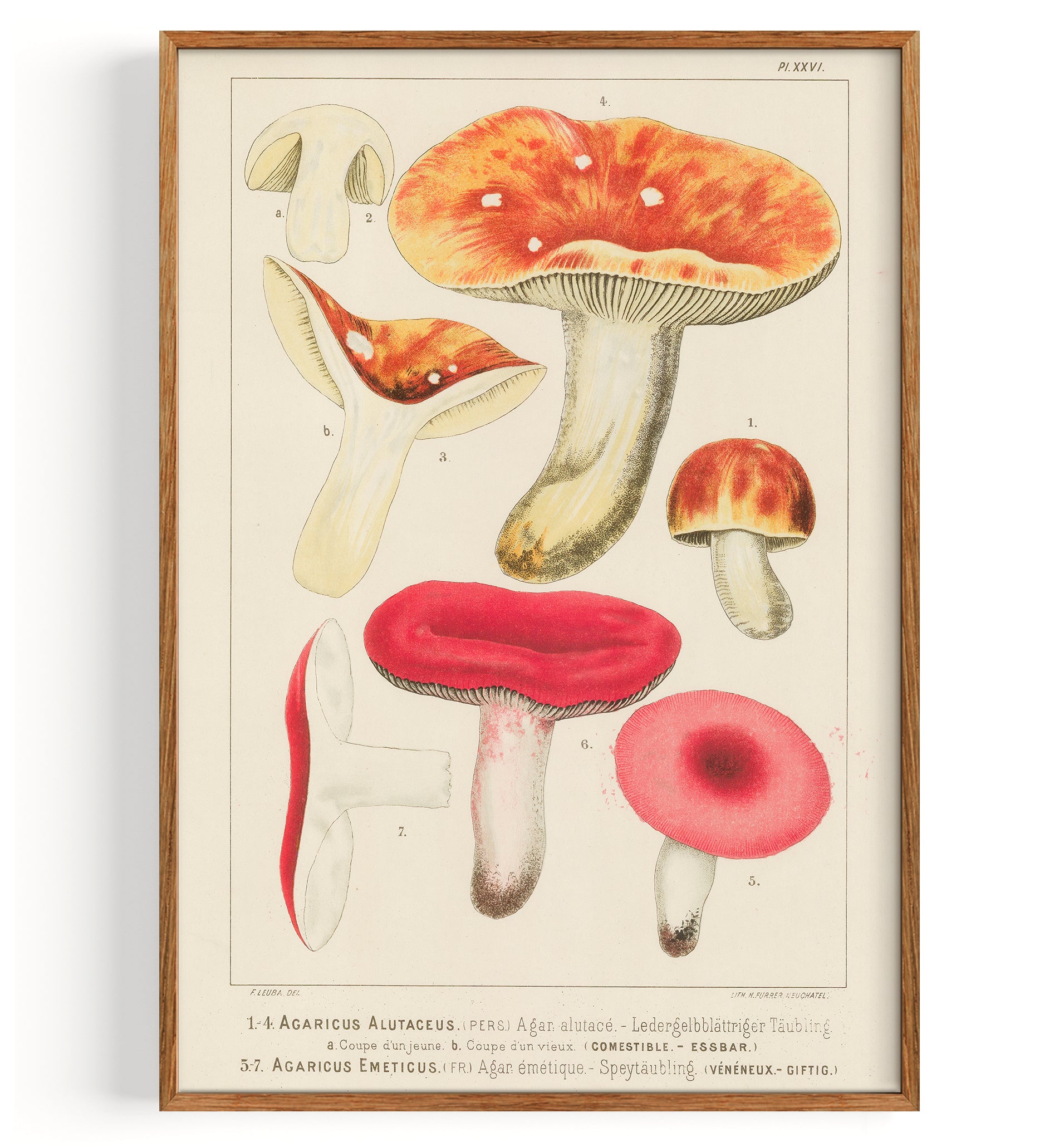 Mushrooms Russula (1890)