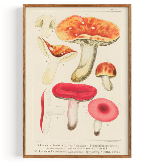 Mushrooms Russula (1890)
