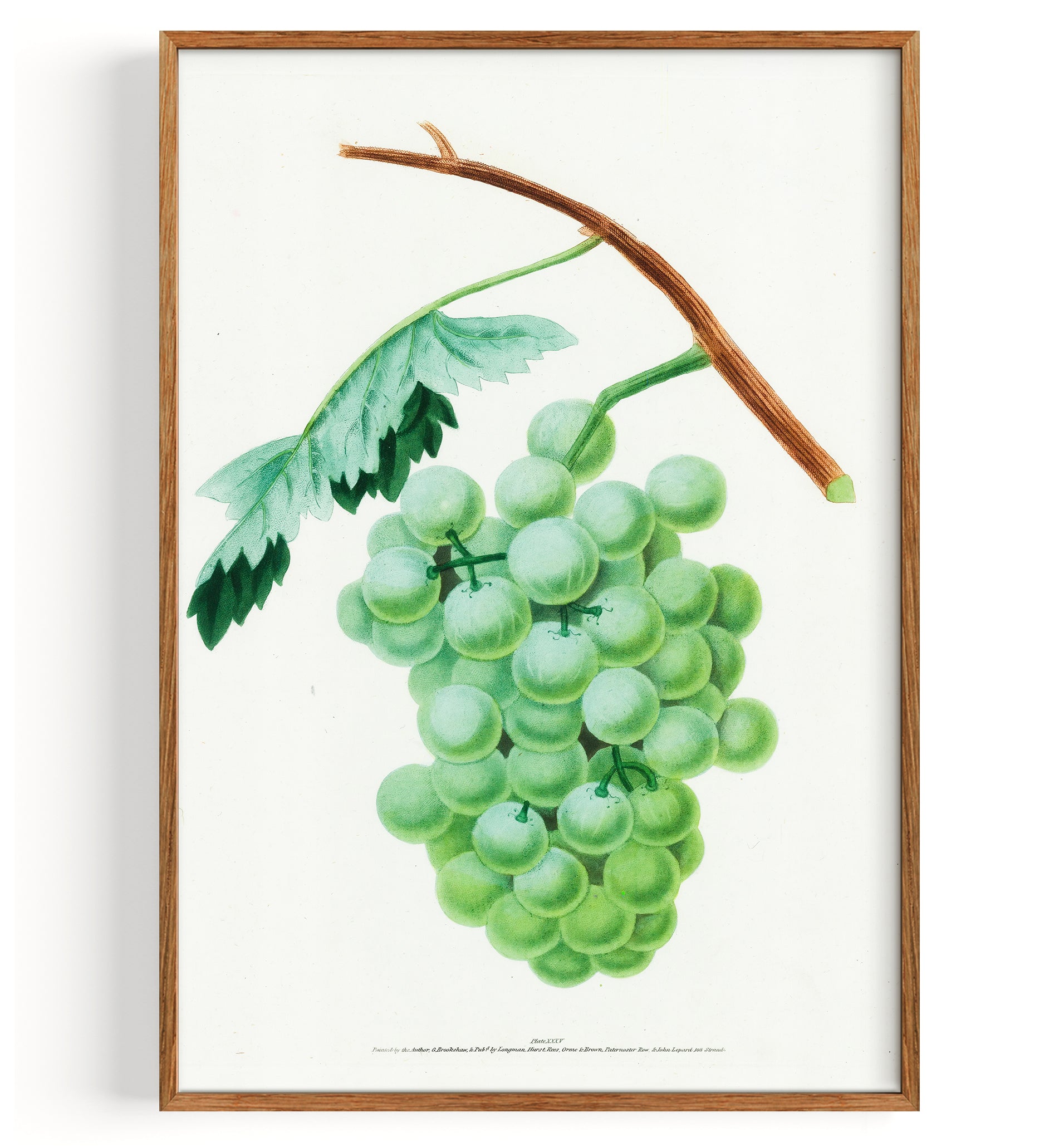 Raisins Raisin d'eau douce blanc (1817)