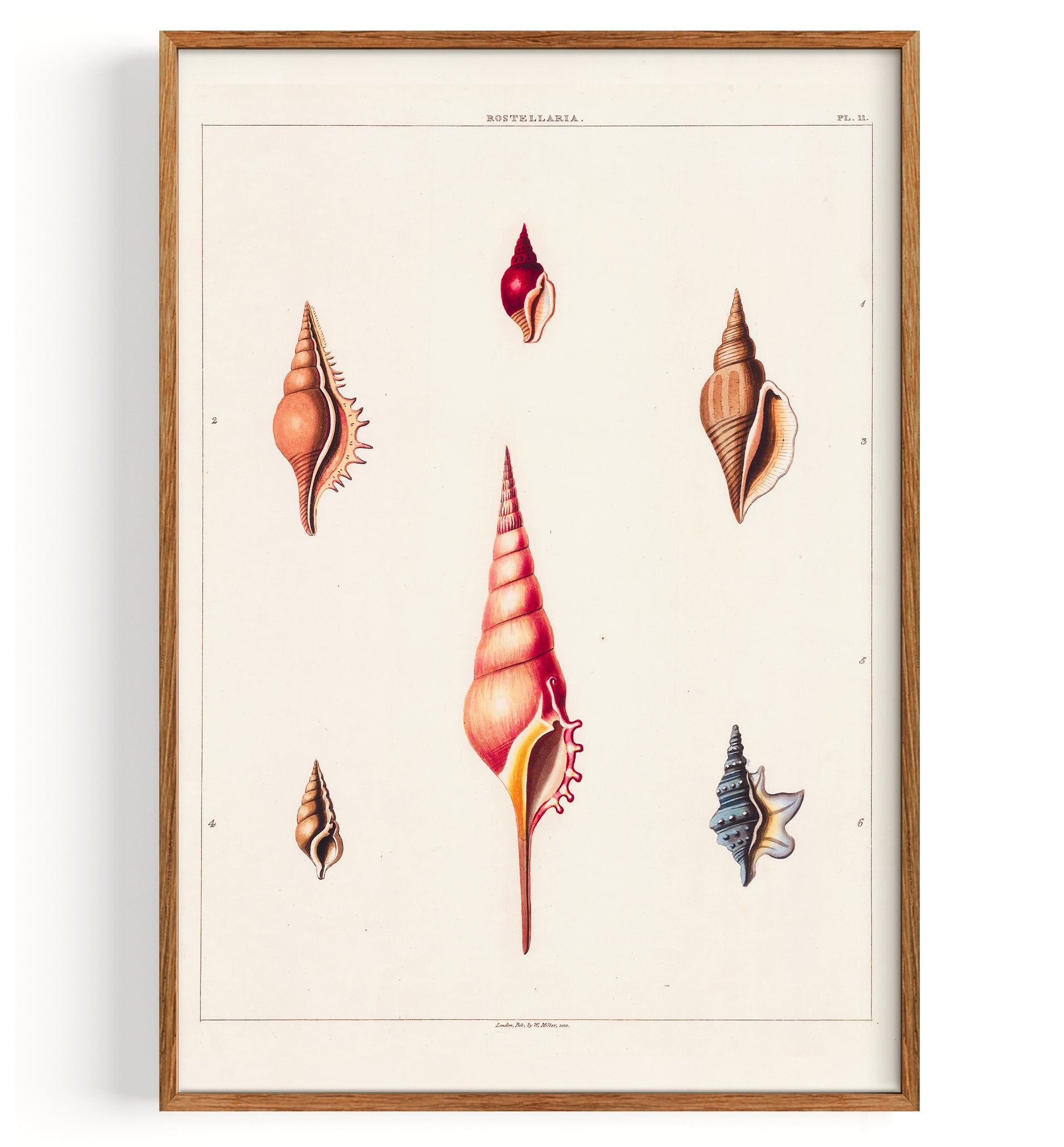 Shells Univalves II (1810)