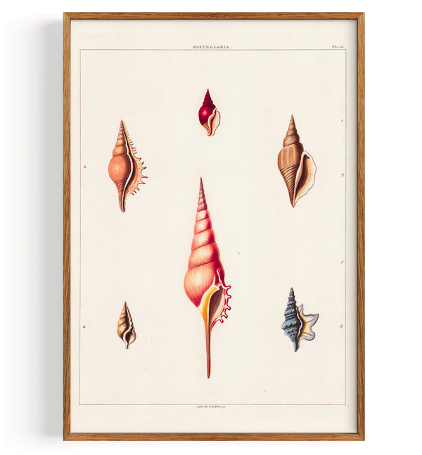 Shells Univalves II (1810)