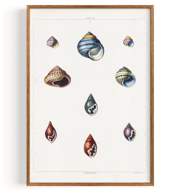 Shells Univalves (1811)