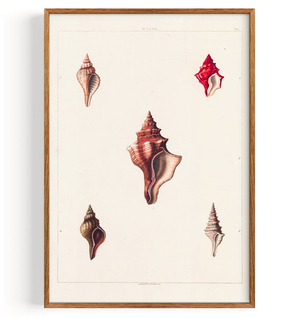 Univalves (1810)