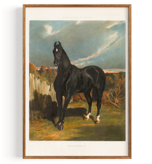 Horses Black Knight (1860)