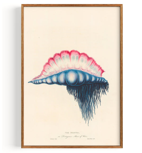 Medusa Hydrozoan Portuguese Man Of War (1813)
