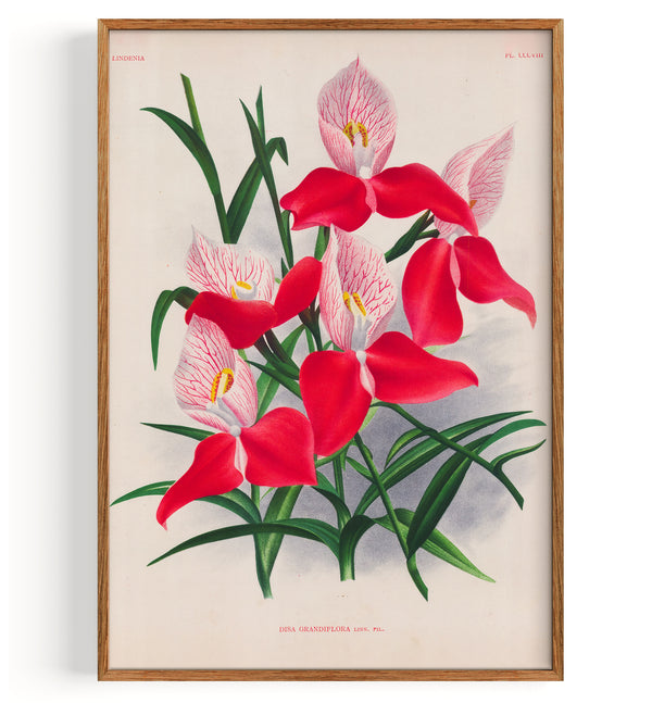 Orchid Pride Of Table Mountain Orchid (1892)