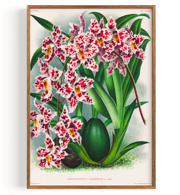 Orchid Spray Orchid Hybrid (1892)
