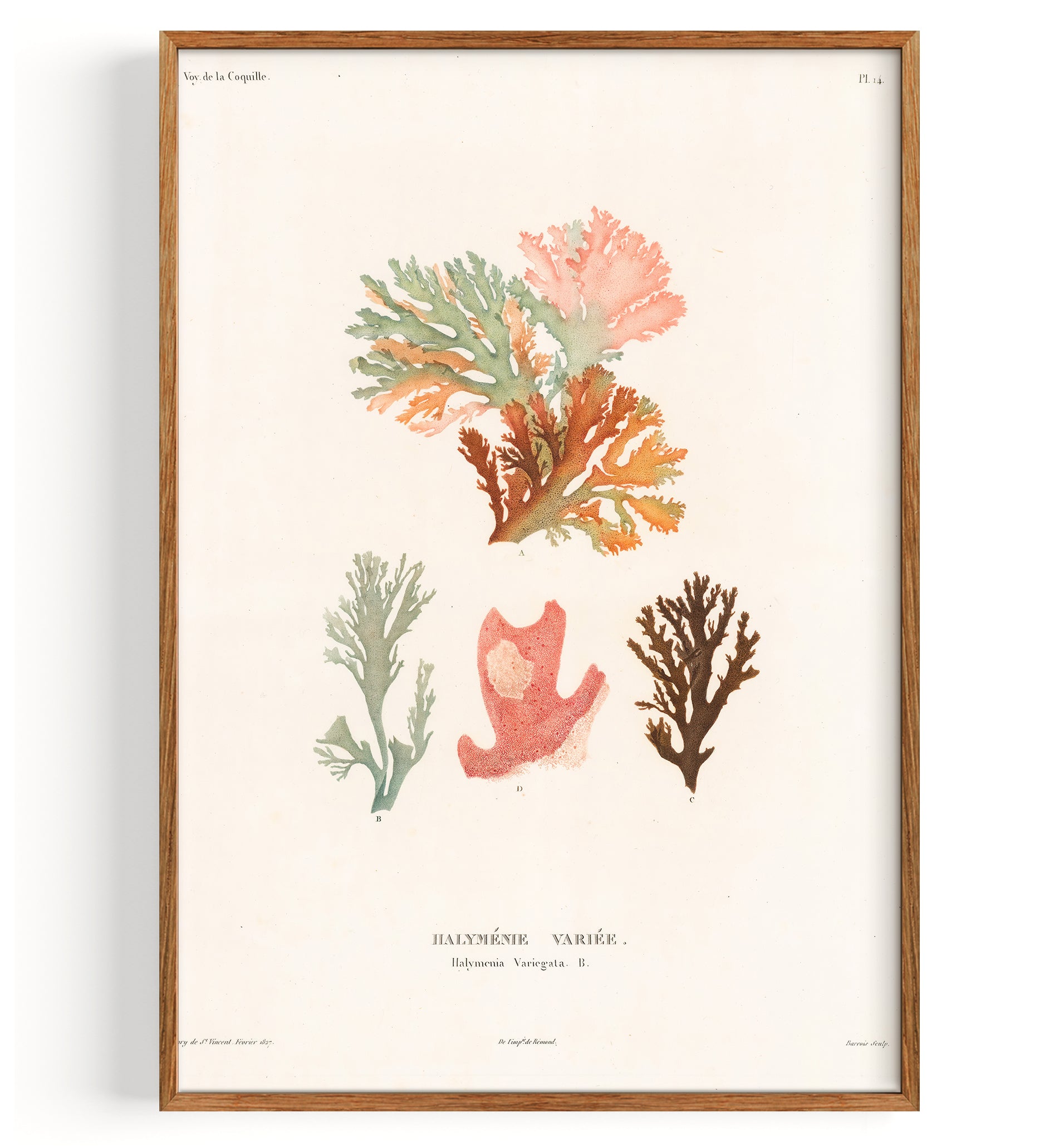 Algae Red Algae (1827)