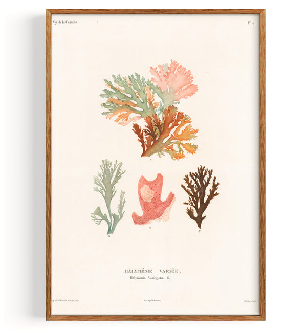 Algae Red Algae (1827)