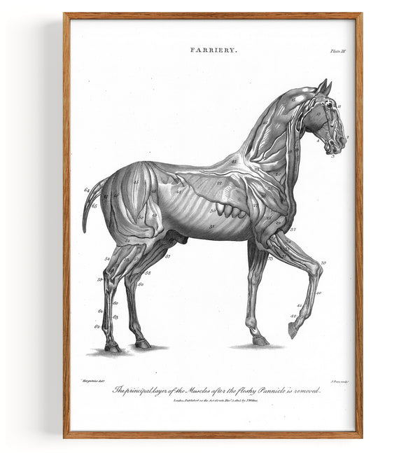 Horses Farriery (1810)