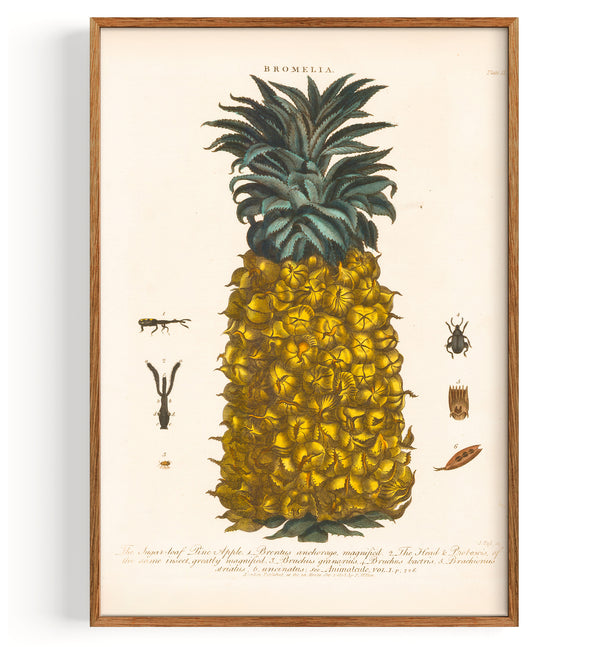Pineapple (1810)