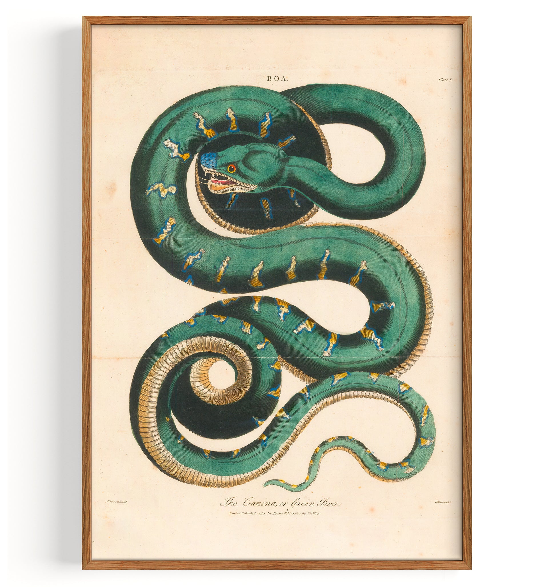 Snake Boa Constrictor (1810)