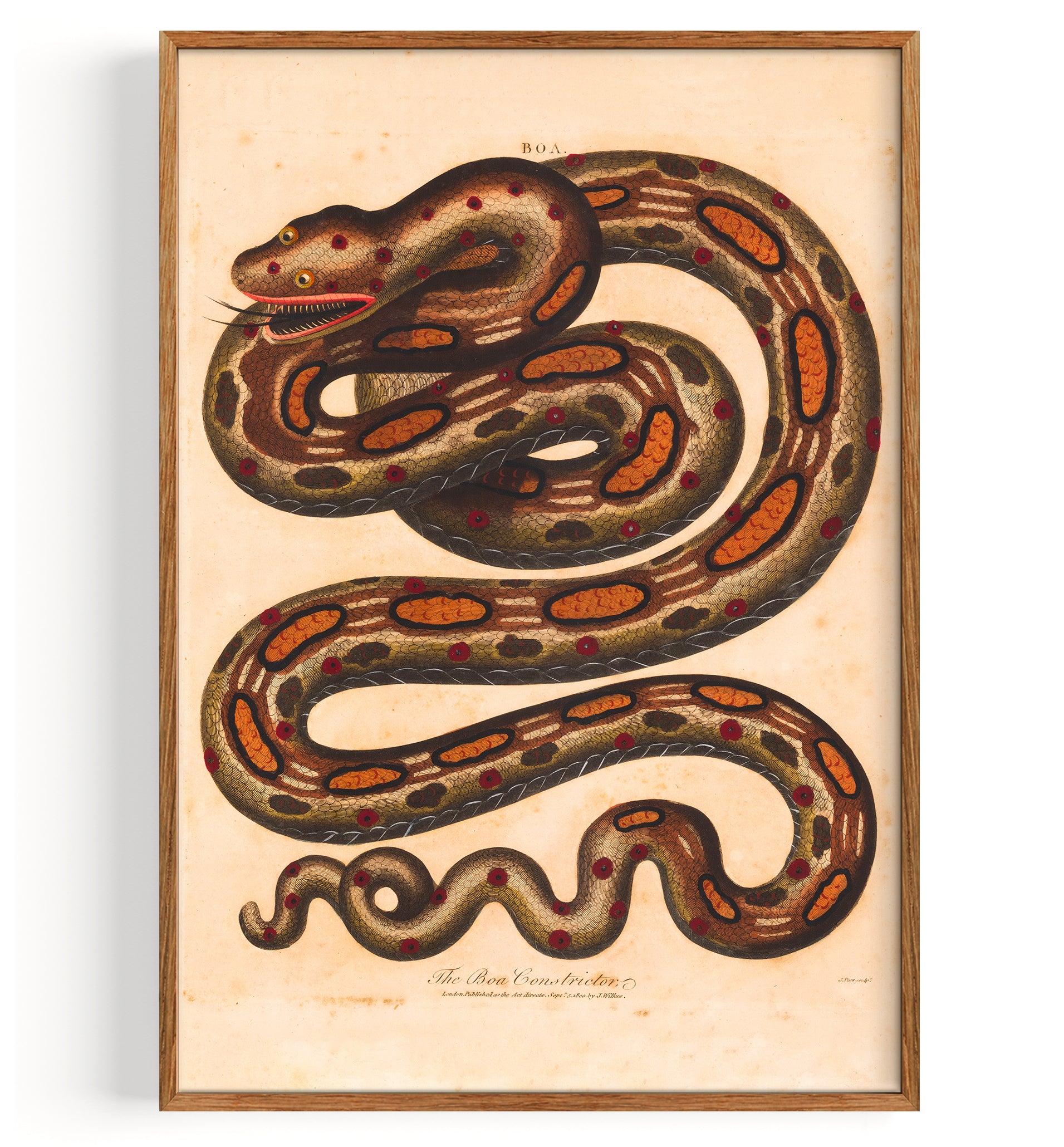 Snake Red Tailed Boa (1810)