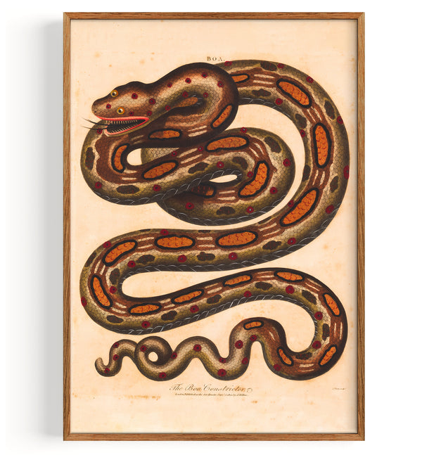 Snake Red Tailed Boa (1810)