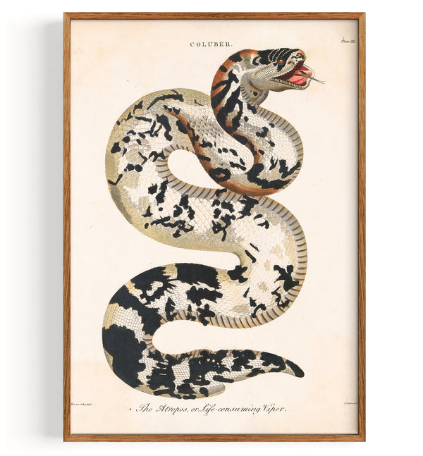 Snake Viper (1810)