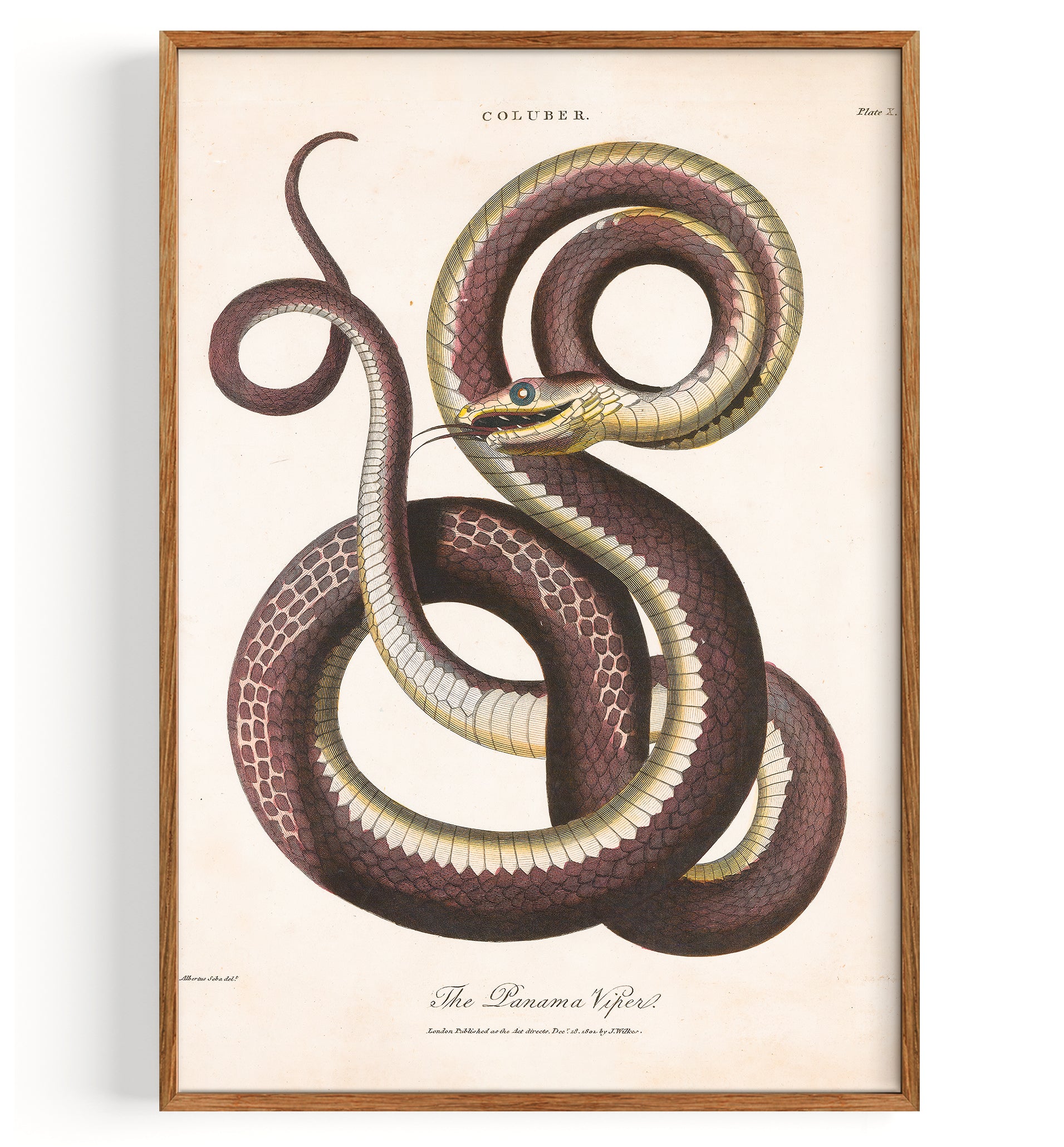 Snake Viper II (1810)
