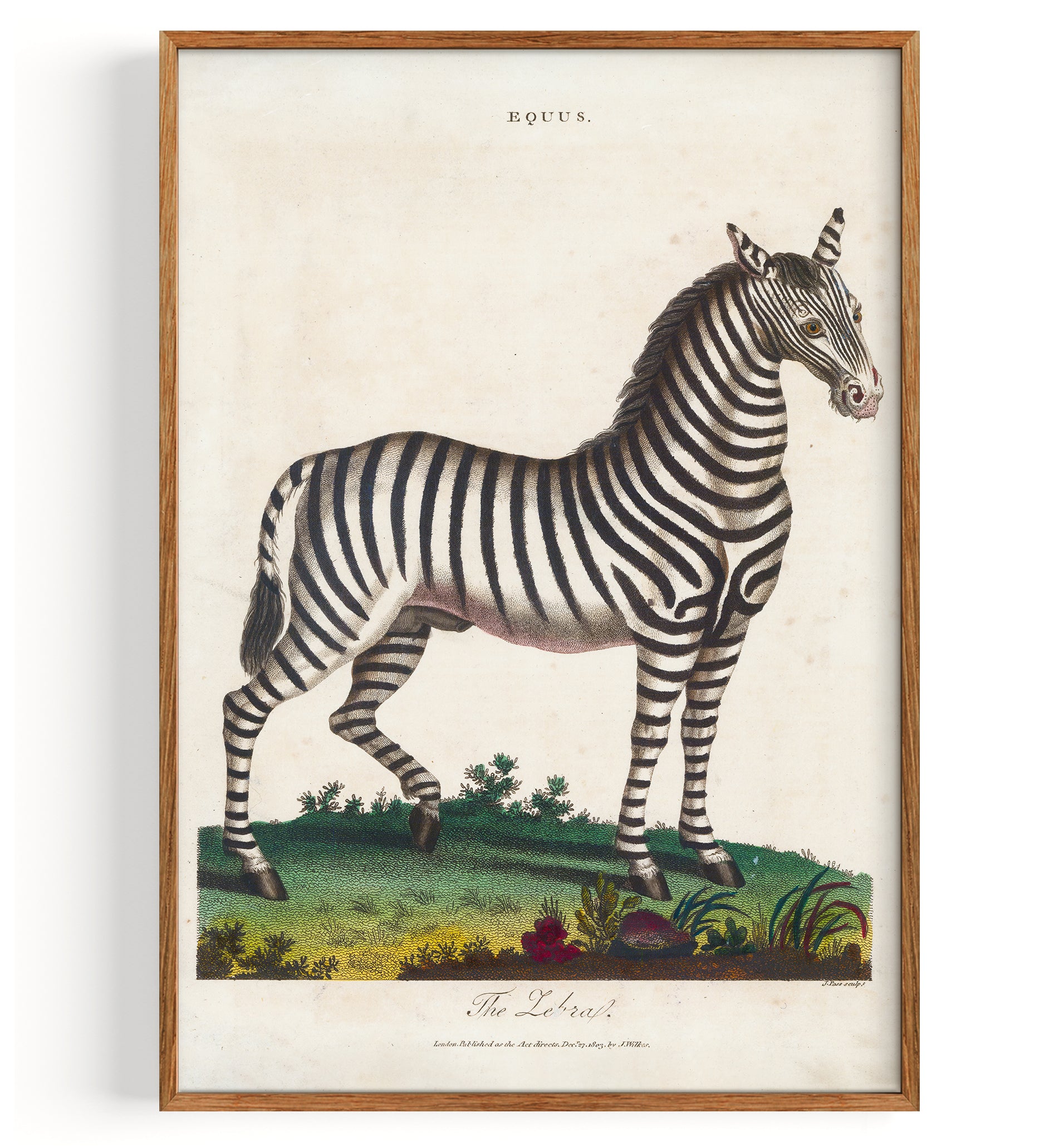 Zebra (1810)