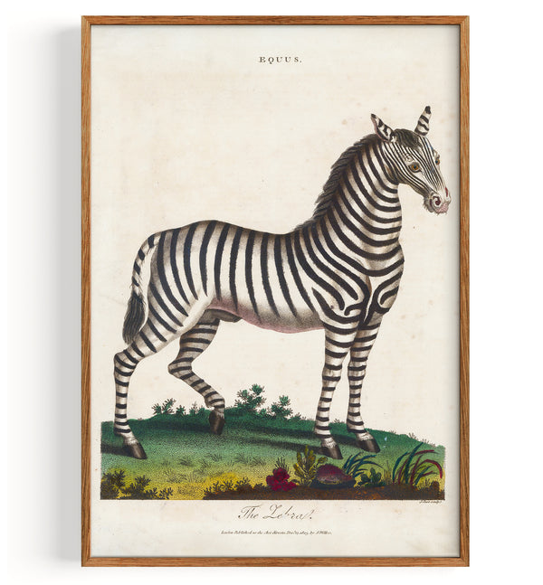 Zebra (1810)