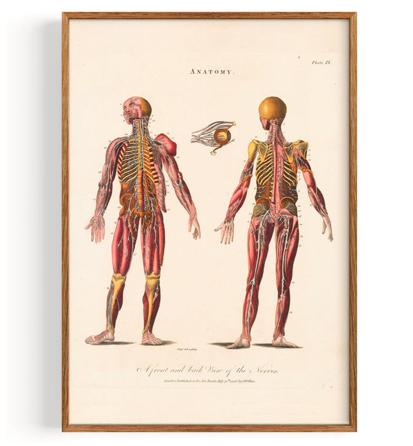 Anatomy Central Nervous System (1829)