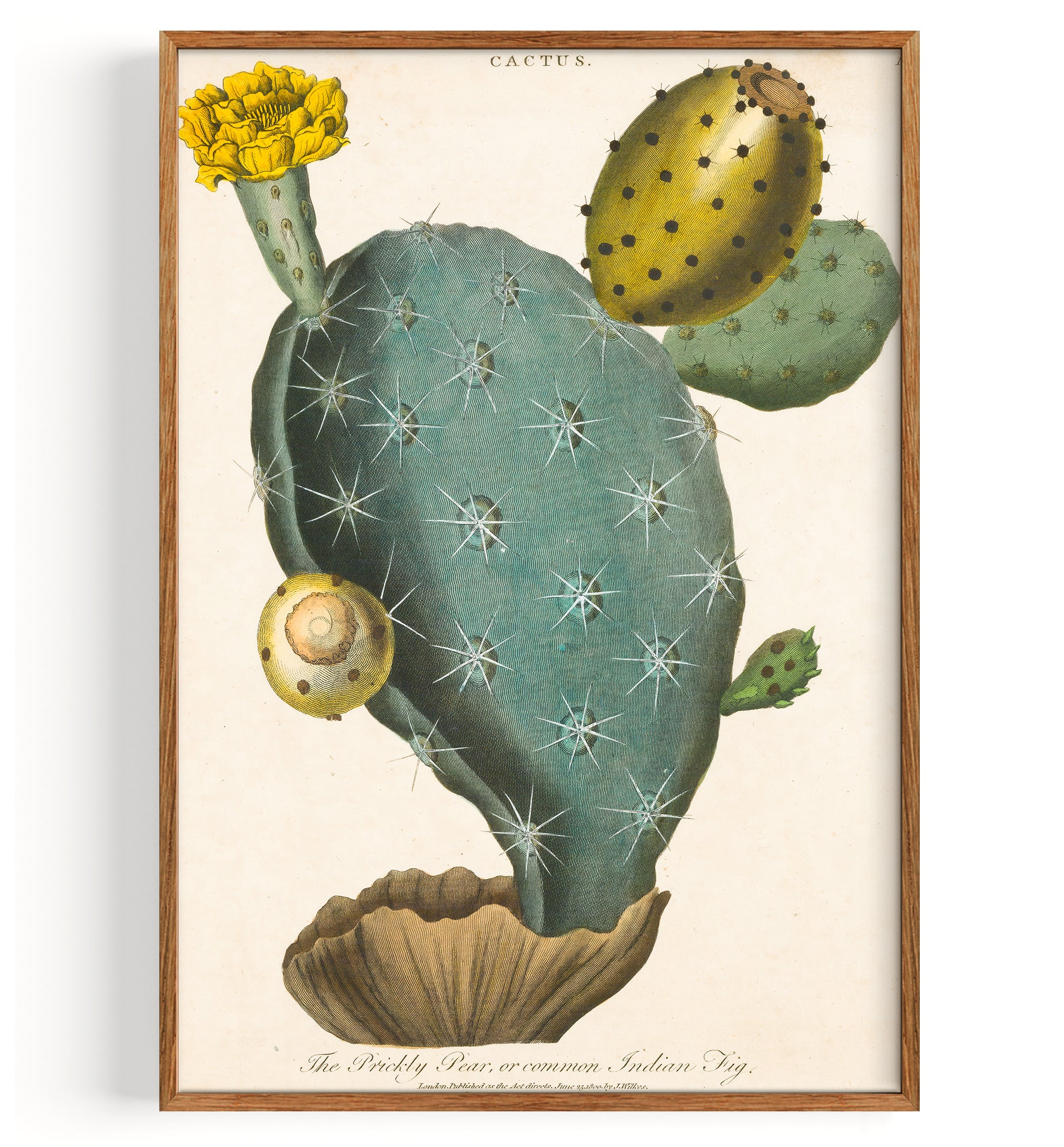 Cactus Prickly Pear (1829)