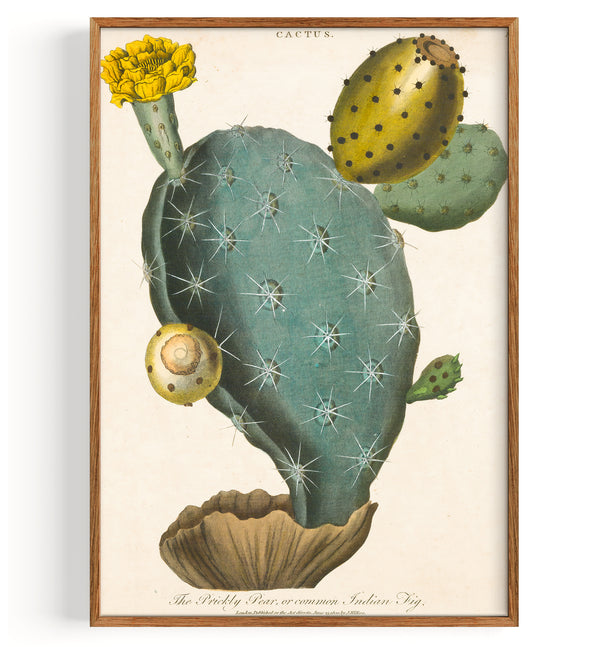 Cactus Prickly Pear (1829)