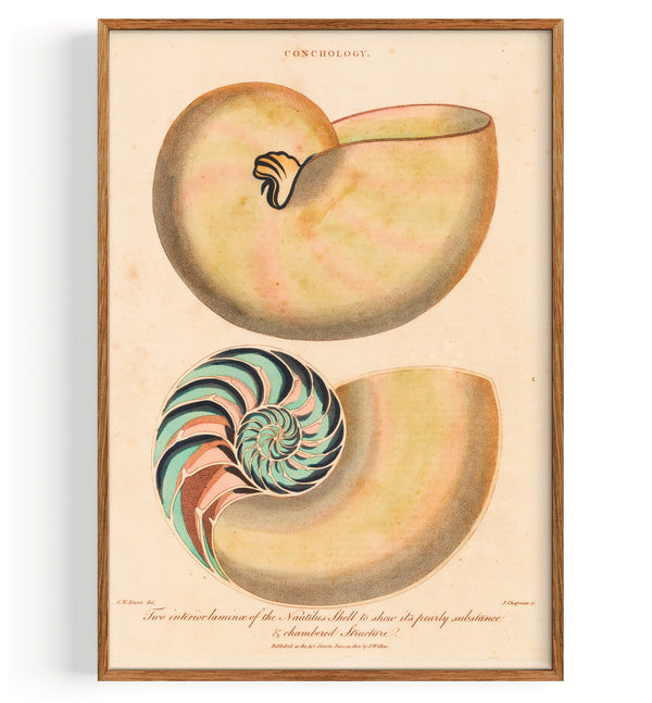 Shells Nautilus (1829)