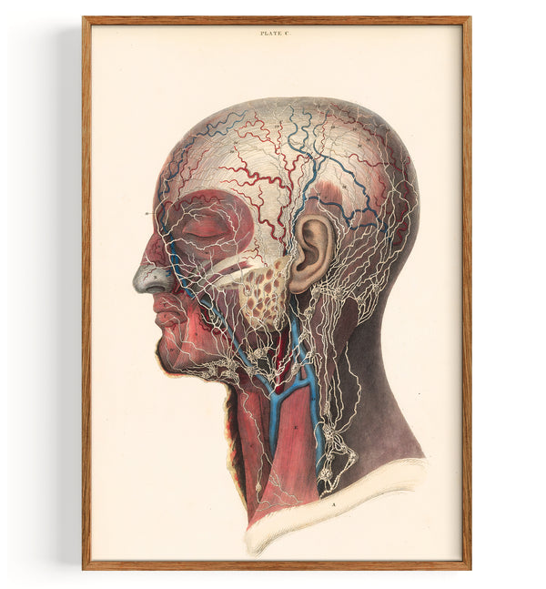 Anatomy Head And Throat (1840)