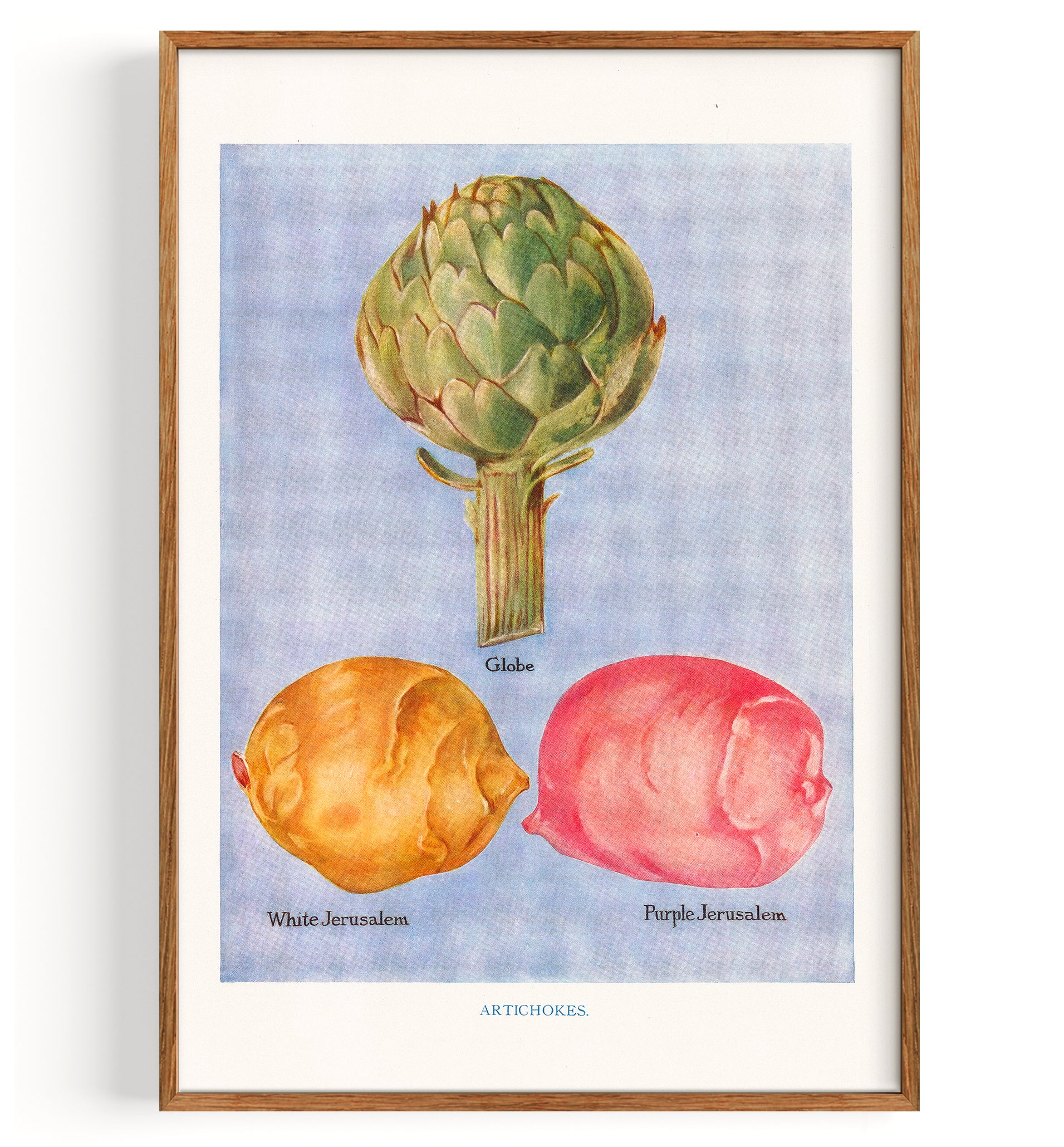 Vegetables Artichokes Illustration (1890)