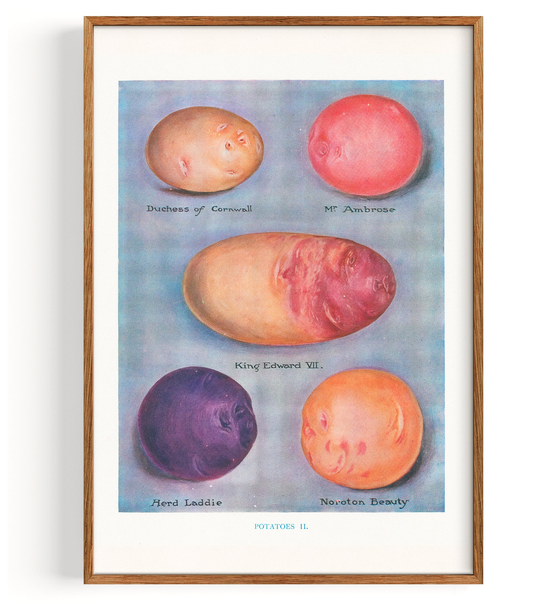 Vegetable Potatoes Illustration (1890)