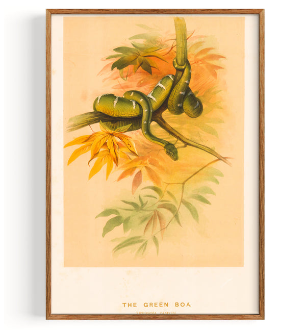 Snake Green Boa (1861)