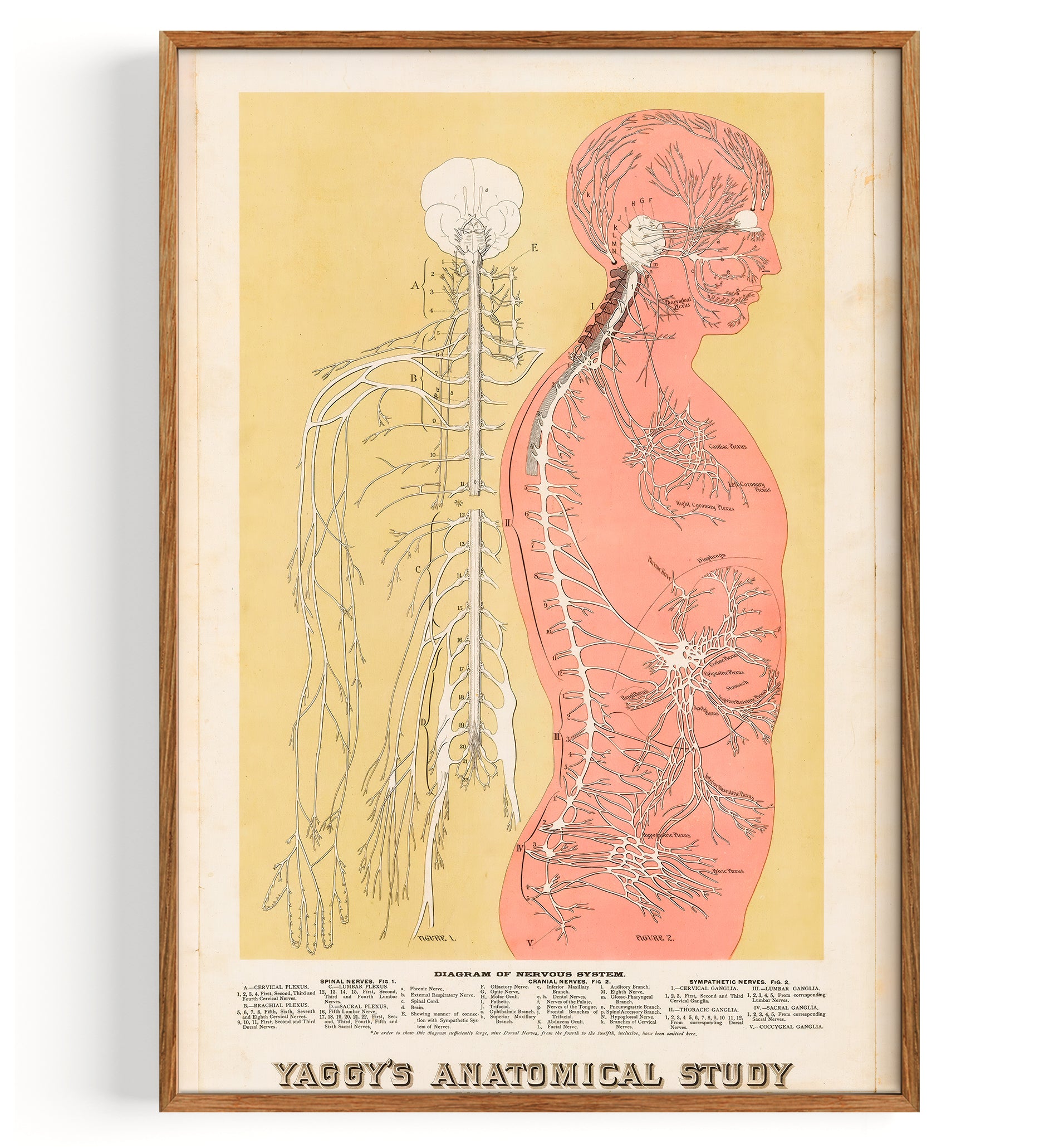 Anatomy of the Central Nervous System (1886)