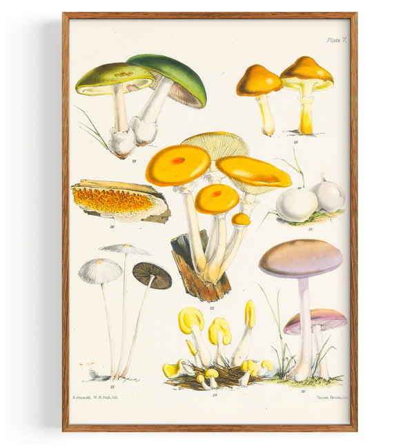 British Fungi (1864)