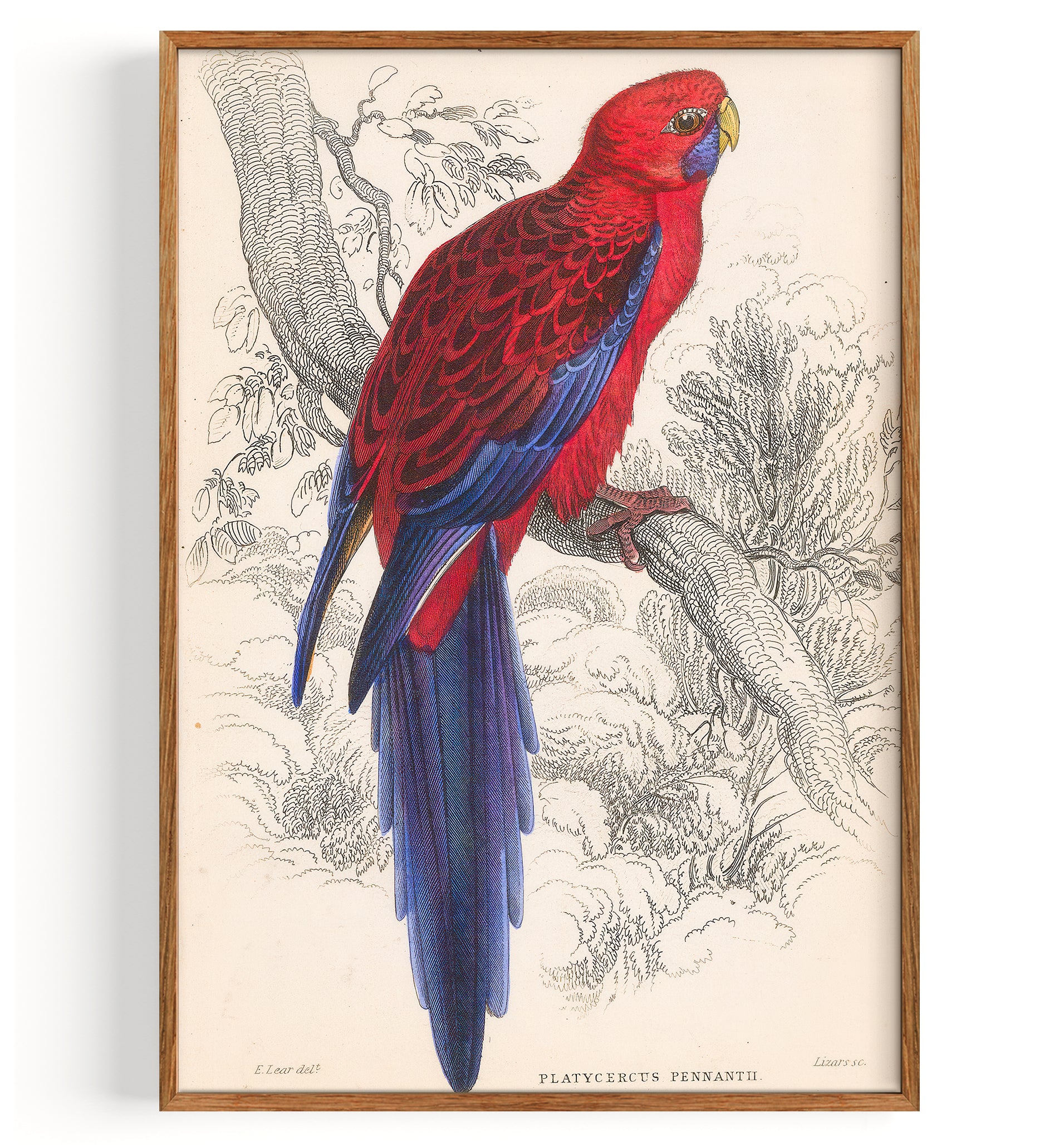 Parrot Crimson Rosella (1836)