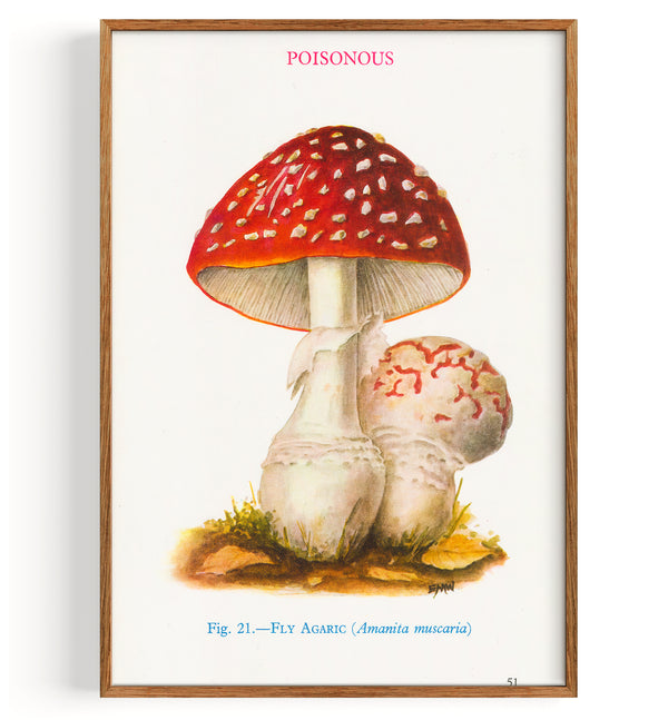 Mushrooms Fly Agaric (1947)