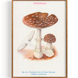 Mushrooms Panther Cap Or False Blusher (1947)