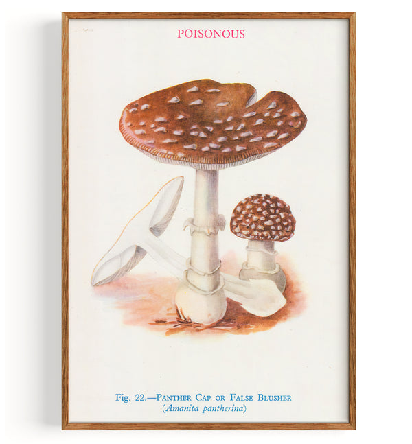 Mushrooms Panther Cap Or False Blusher (1947)