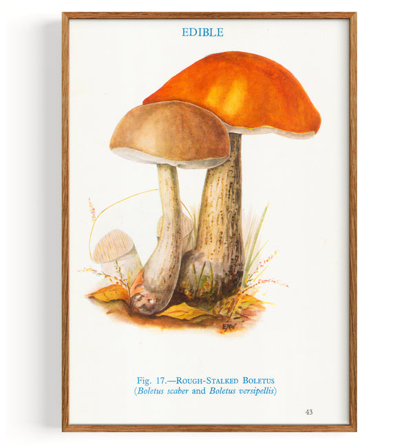 Mushrooms Rough Stalked Boletus (1947)