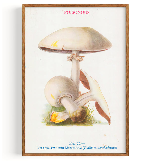 Mushrooms Yellow Staining Mushroom (1947)