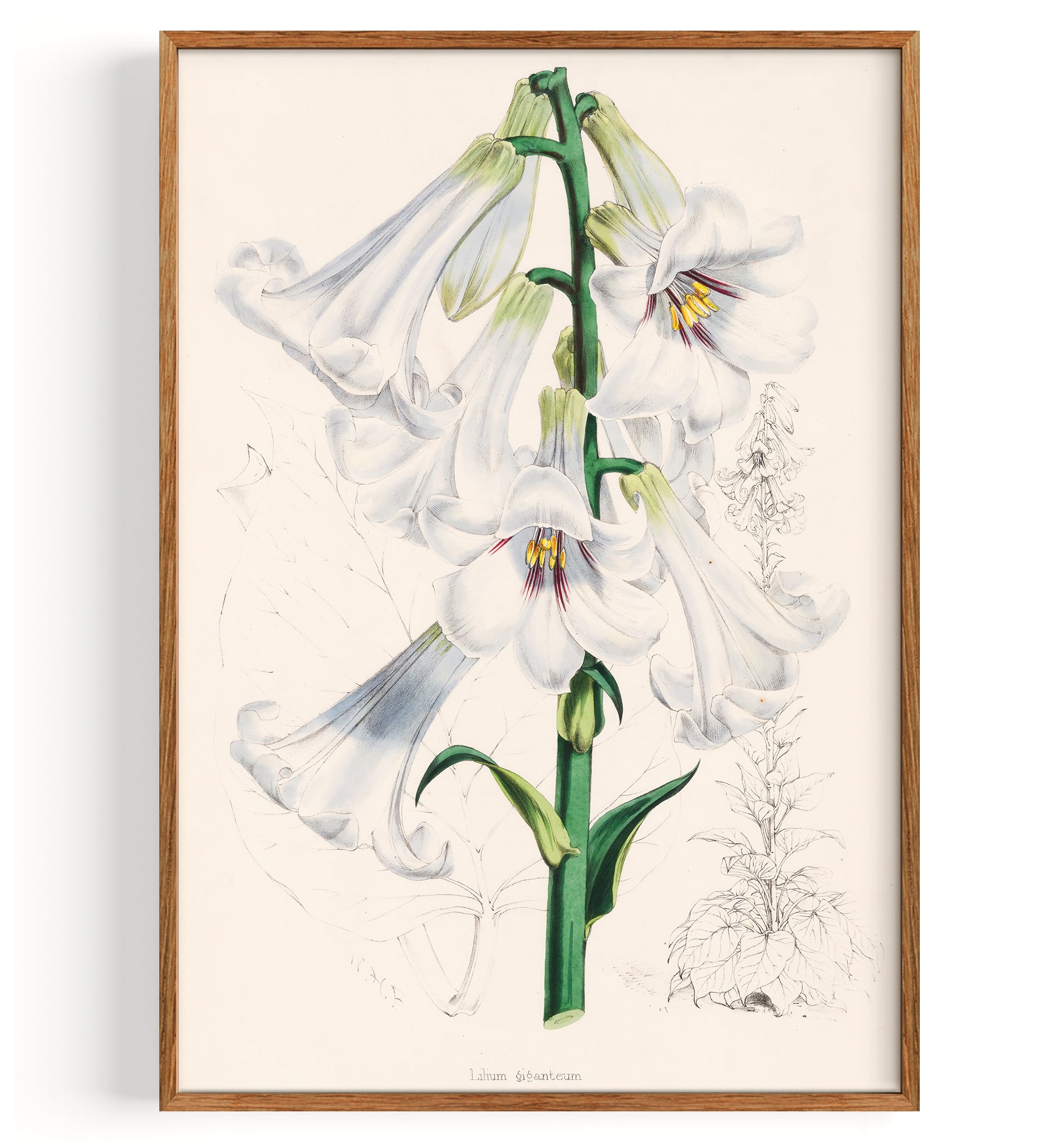 Lily Giant Himalayan Lily (1880)