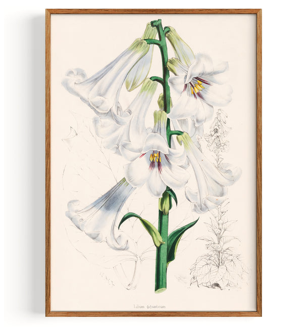 Lily Giant Himalayan Lily (1880)