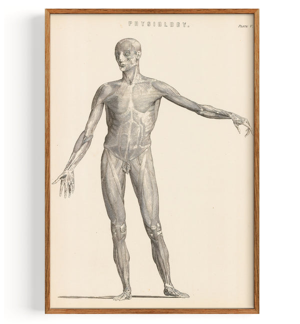 Anatomy Myology (1860)