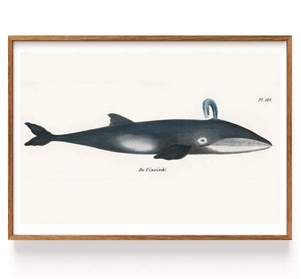 Whale from Natural History Pictures of the Mammals (1824)