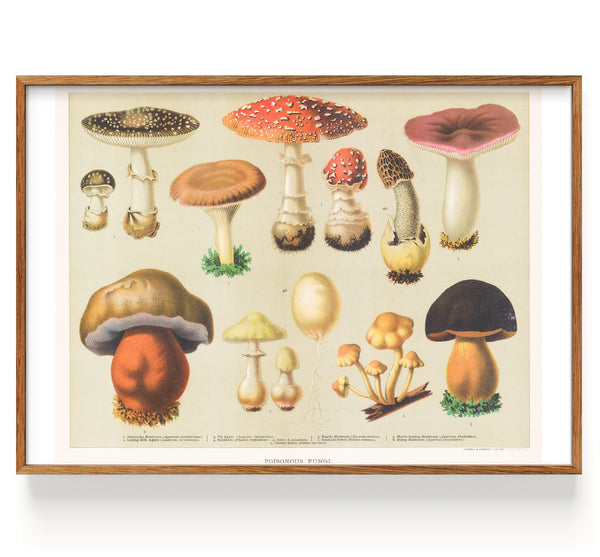 Mushrooms Poisonous Fungi (1890)