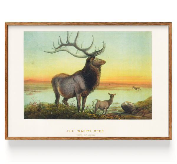 Elk Wapiti Deer (1861)
