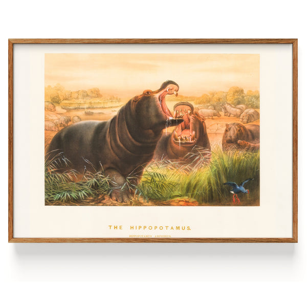 Hippopotamus II (1861)