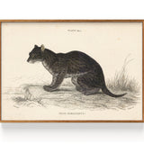 Serval Himalayan Serval (1834)