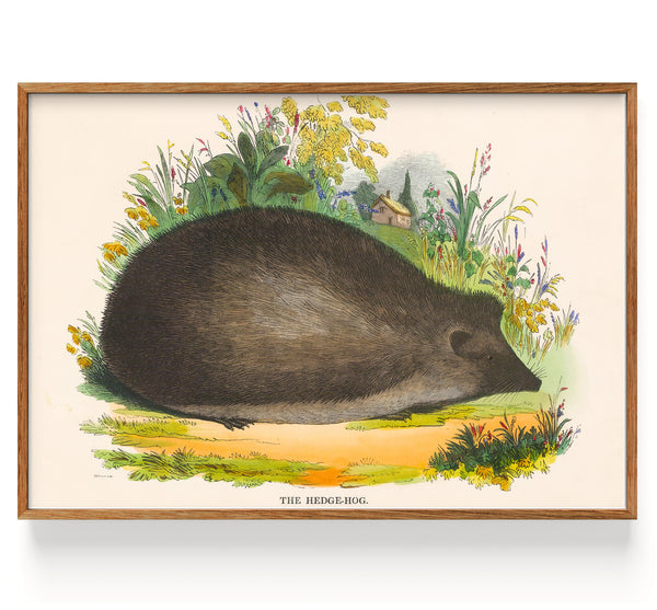 Spck Hedgehog (1847)